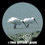 Black-faced Spoonbill