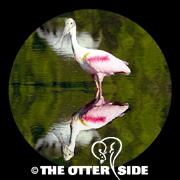 Roseate Spoonbill