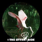 Roseate Spoonbill