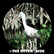 Roseate Spoonbill
