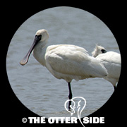Black-faced Spoonbill