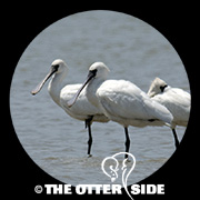 Black-faced Spoonbill