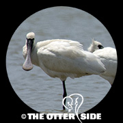 Black-faced Spoonbill