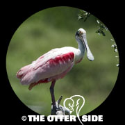 Roseate Spoonbill