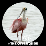 Roseate Spoonbill