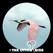 Roseate Spoonbill