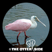 Roseate Spoonbill