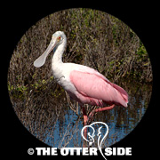 Roseate Spoonbill