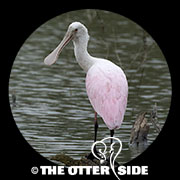 Roseate Spoonbill