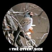 Black-chinned Sparrow