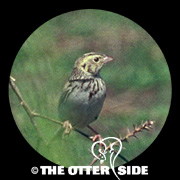 Baird's Sparrow