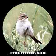 Brewer's Sparrow