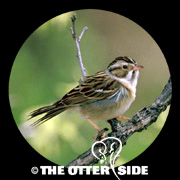 Clay-colored Sparrow
