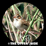 Clay-colored Sparrow
