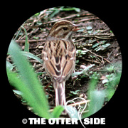 Clay-colored Sparrow