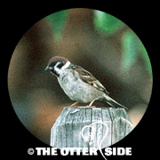 Eurasian Tree Sparrow