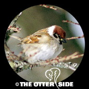 Eurasian Tree Sparrow