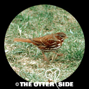 Fox Sparrow - Red