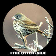 Fox Sparrow - Sooty