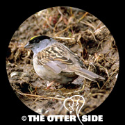 Golden-crowned Sparrow