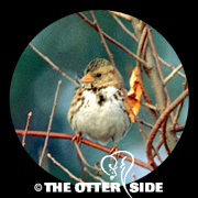 Harris's Sparrow