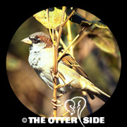 House Sparrow