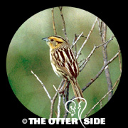 LeConte's Sparrow