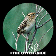LeConte's Sparrow