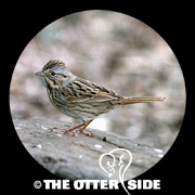 Lincoln's Sparrow