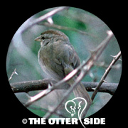 Olive Sparrow