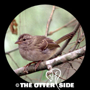 Olive Sparrow