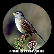 White-crowned Sparrow - Pacific