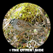 White-crowned Sparrow - Western
