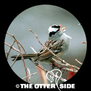 White-crowned Sparrow - Rockies