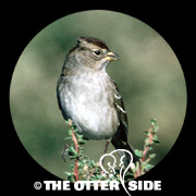 White-crowned Sparrow - Pacific