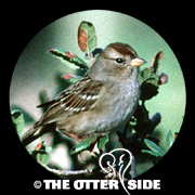 White-crowned Sparrow - Pacific
