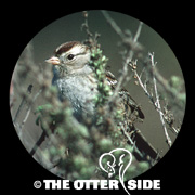 White-crowned Sparrow - Pacific