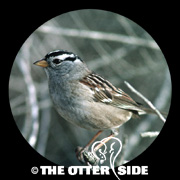 White-crowned Sparrow - Pacific