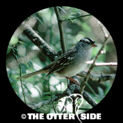 White-crowned Sparrow - Eastern