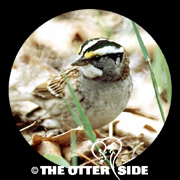 White-throated Sparrow