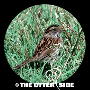 White-throated Sparrow