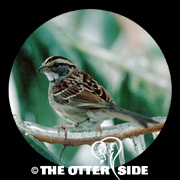 White-throated Sparrow
