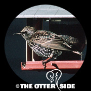 European Starling