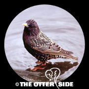 European Starling