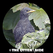 European Starling