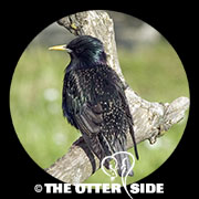 European Starling