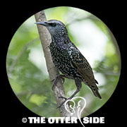 European Starling