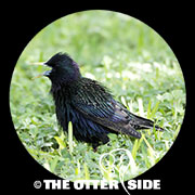 European Starling