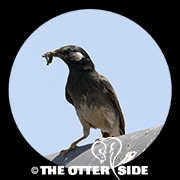 White-cheeked Starling