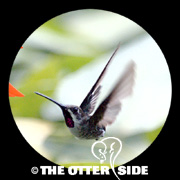 Long-billed Starthroat